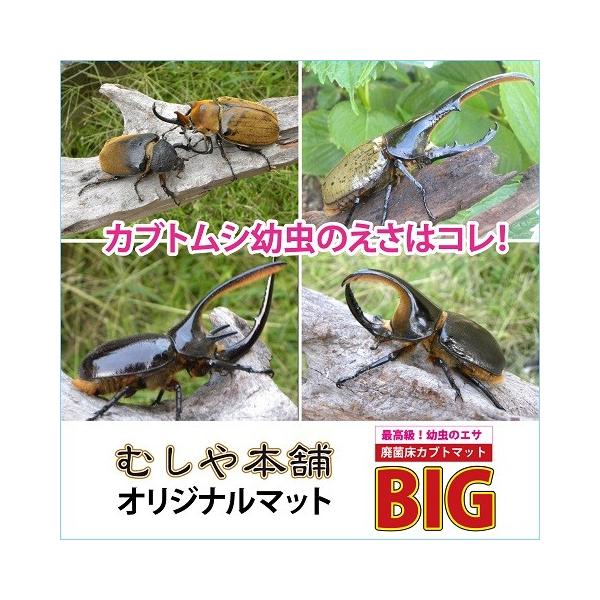 高カロリー カブトムシ幼虫のエサはコレ 廃菌床発酵カブトムシマット Big 10リットル Buyee Buyee Japanese Proxy Service Buy From Japan Bot Online