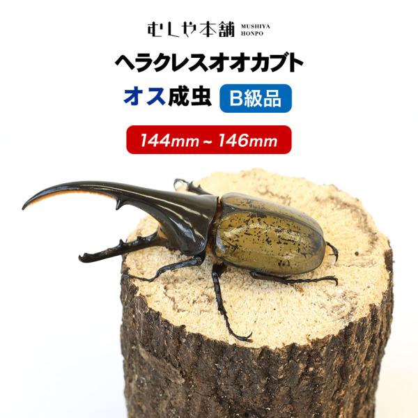 【ヘラクレスオオカブト成虫 オス B級品 144〜146ミリ（ヘラクレスヘラクレス）】カブトムシ / 昆虫 / 生き物 / ヘラクレス / ペット / ヘラヘラ / プレゼントに