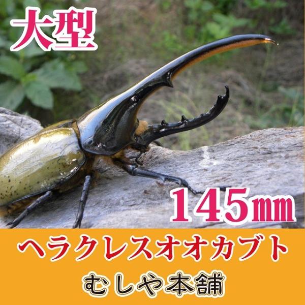 大型ヘラクレスオオカブト成虫オス145ｍｍ Buyee Buyee 日本の通販商品 オークションの代理入札 代理購入