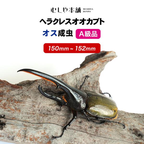 ヘラクレスオオカブト成虫 オス A級品 150〜152ミリ ヘラクレスヘラクレス  外国産 カブトムシ 昆虫 生体 ペット プレゼントに