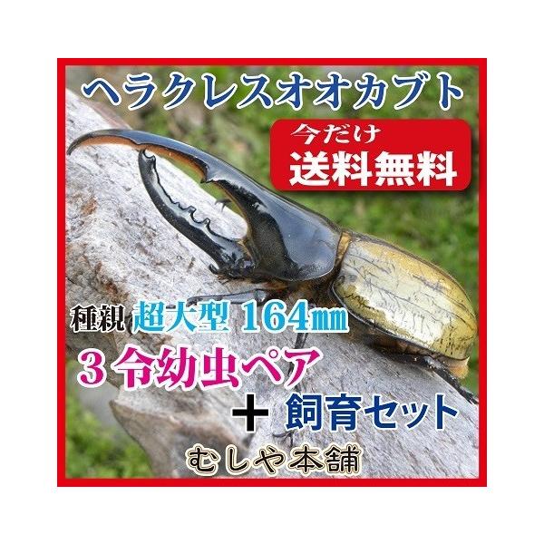 超大型164mm種親からのヘラクレスオオカブト3令初期幼虫オスメスペア+