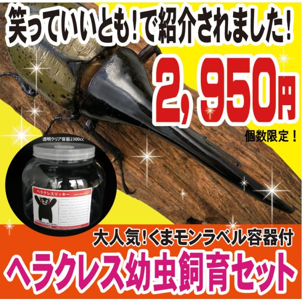 ヘラクレス幼虫　2令　20頭セット 楽天市場】ヘラクレス 幼虫 2令の通販