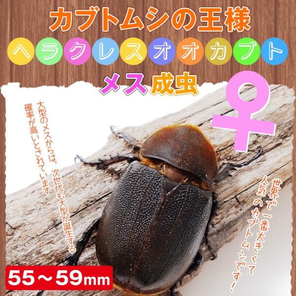 ヘラクレスオオカブト 成虫 メス 50〜59ミリ ヘラクレスヘラクレス