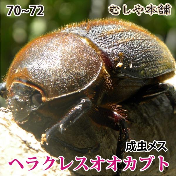 ★A品新成虫を限定超破格値で！【商品名】大型！ヘラクレスオオカブト成虫 メス 70-71ミリ（ヘラクレスヘラクレス）【学　名】Dynastes hercules hercules【サイズ】メス：約70-71ミリ（胸角先からおしりまで）　　　...