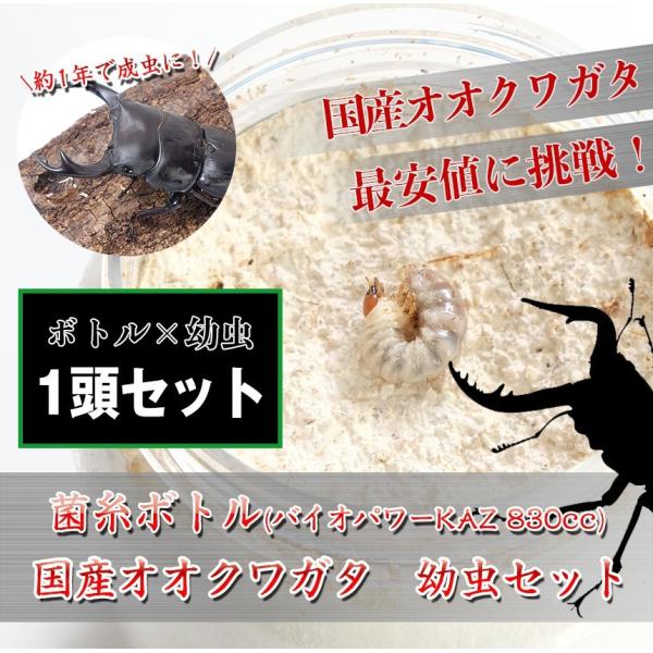 mushiya-honpo_ku-db-yoset1