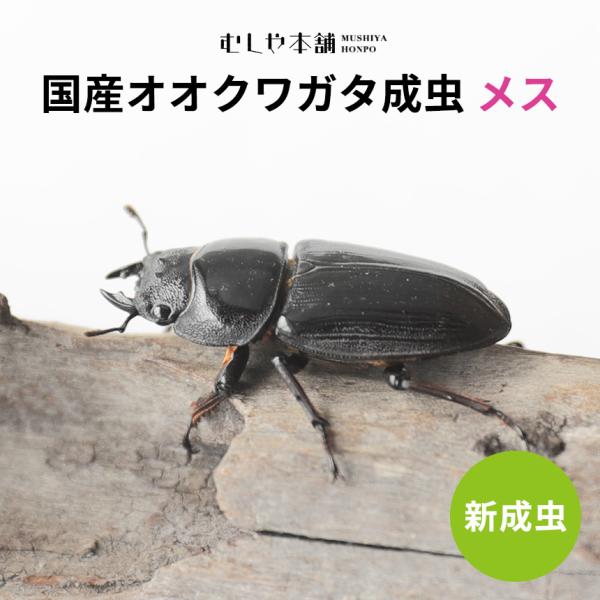 新成虫！国産 オオクワガタ 成虫 メス単品 Mサイズ】オオクワ 昆虫