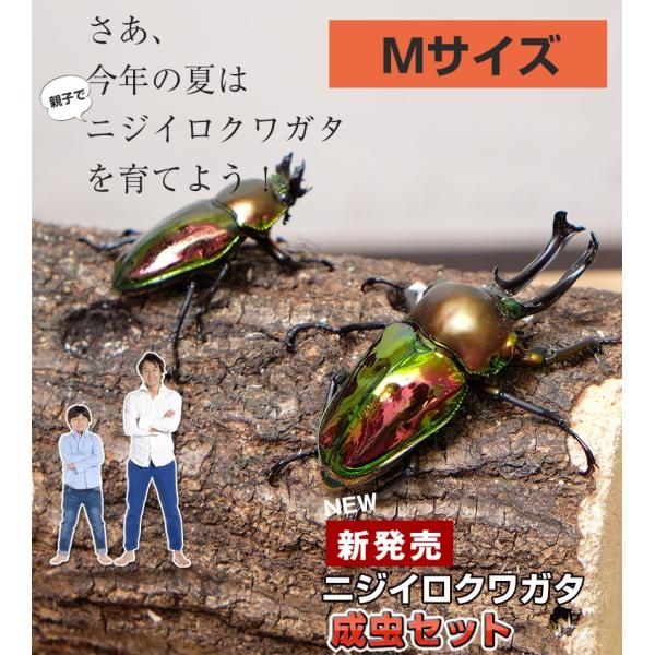 M-S2-02ヒメカブト M-S2-27ニジイロクワガタ SGRハロウィン限定