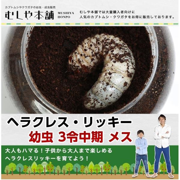 ヘラクレスリッキーを幼虫から育てよう！【和 名】ヘラクレスオオカブト（ヘラクレスリッキー）【学 名】Dynastes hercules hercules【孵 化】孵化後6〜10ヶ月程度【産 地】コロンビア産【サイズ】3令中期　メス約40ｇ〜...