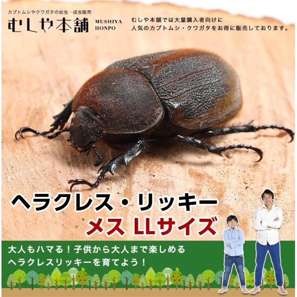 ヘラクレスリッキー成虫 メス 72〜73ミリ