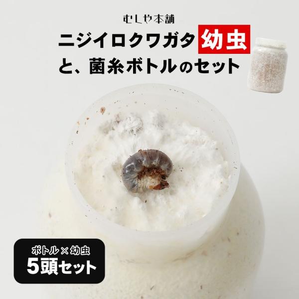 ニジイロクワガタ 1令〜2令幼虫5頭+新鮮な菌糸ボトル5個のセット