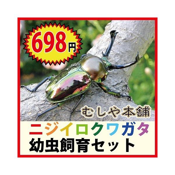 新発売 届いたその日から世界一美しいニジイロクワガタの飼育 観察が楽しめます ニジイロクワガタ幼虫飼育セット プレゼントに ご注文はお早めに Buyee Buyee 提供一站式最全面最專業現地yahoo Japan拍賣代bid代拍代購服務 Bot Online