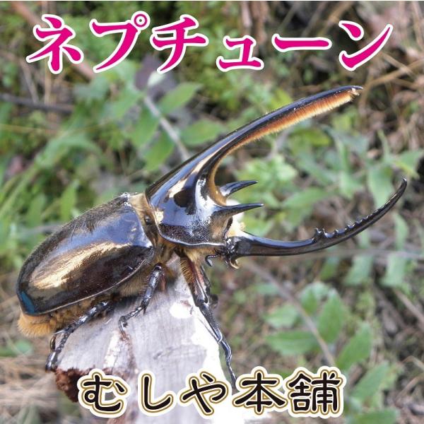 ネプチューンオオカブト成虫オス127mm 昆虫・生態・カブトムシ 保温を