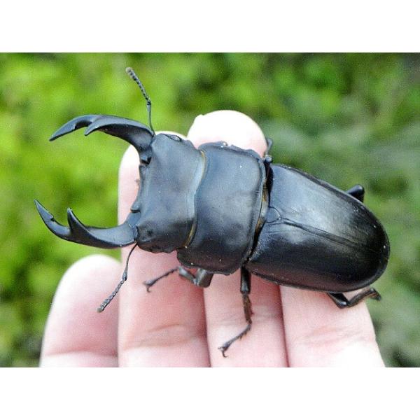 【体　長】オス70ｍｍ以上　メス40ｍｍ以上【羽　化】2020年12月以降【累　代】CBF1【生産地】久留米【管　理】23度のクワガタ専用飼育室で1匹ずつ、  ケースに入れて大切に管理しております。お届けは、カップに1匹ずつ入れてお送りします。