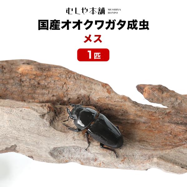 「産卵確認済み」国産オオクワガタ 成虫 メス 単品 LLLサイズ 47〜48ミリ  1匹  クワガタ 昆虫 オオクワ  生き物 ペット