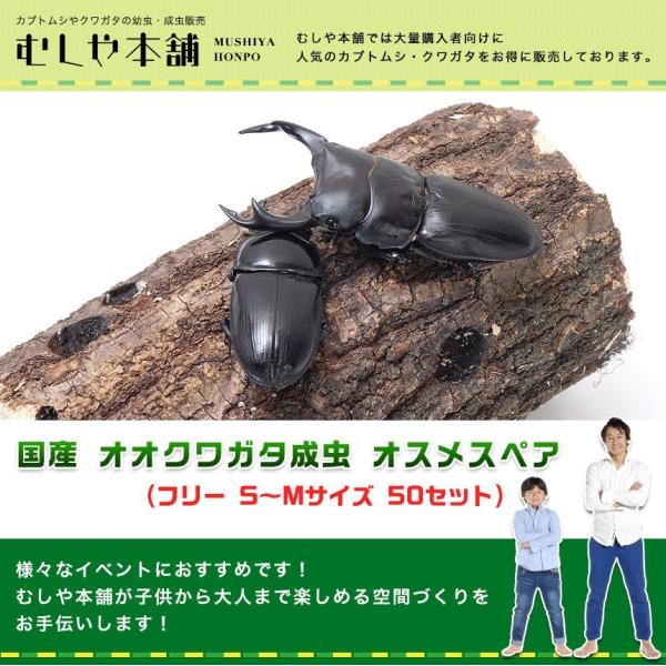 mushiya-honpo_ooguti-01-db-p-sm50