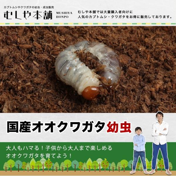 国産 オオクワガタ幼虫 1 2令 50頭 大口 大量購入 Ooguti 40 Db Yoc むしや本舗 ヤフー店 通販 Yahoo ショッピング