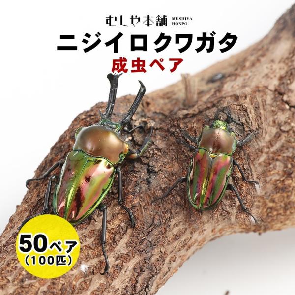 ニジイロクワガタ 成虫 オスメスペア M〜Lサイズ 50セット 100匹
