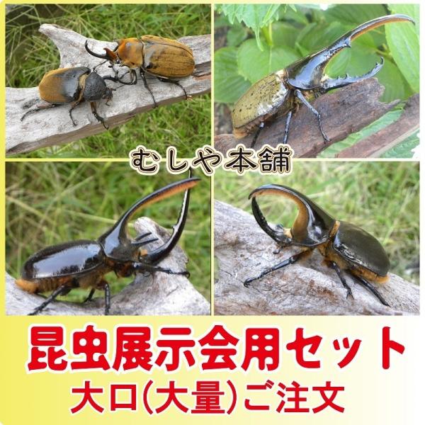 【奈良引き取り限定】クワガタカブトムシ 飼育用品 大量セット 8パレット分　昆虫 奈良引き取り限定】クワガタ・カブトムシ 飼育用品 大量セット 8