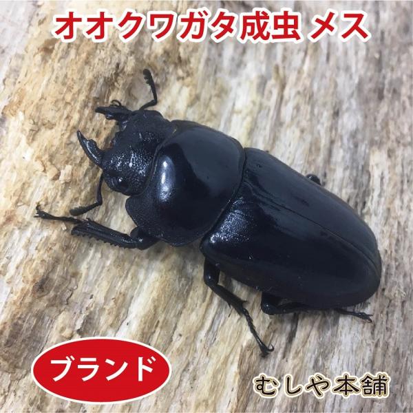 能勢YG オオクワガタ 成虫 メス単品 特大52ミリ 昆虫 クワガタ ブリード 生き物 ペット