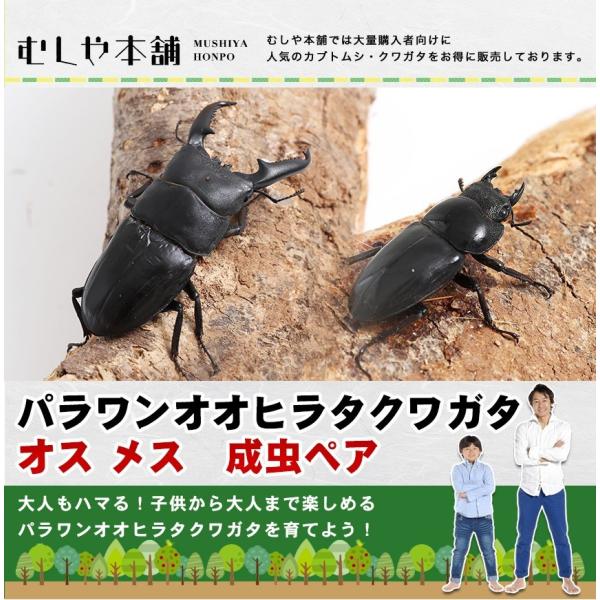 特大サイズ パラワンオオヒラタクワガタ 成虫 オスメスペア ブリード品 クワガタ ヒラタクワガタ 昆虫 ペット 生物