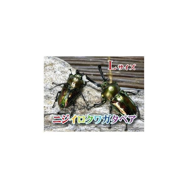 ニジイロクワガタ 成虫 オスメスペア 特大サイズ】 外国産 ニジイロクワガタ 成虫 オスメスペア 特大サイズ】 外国産