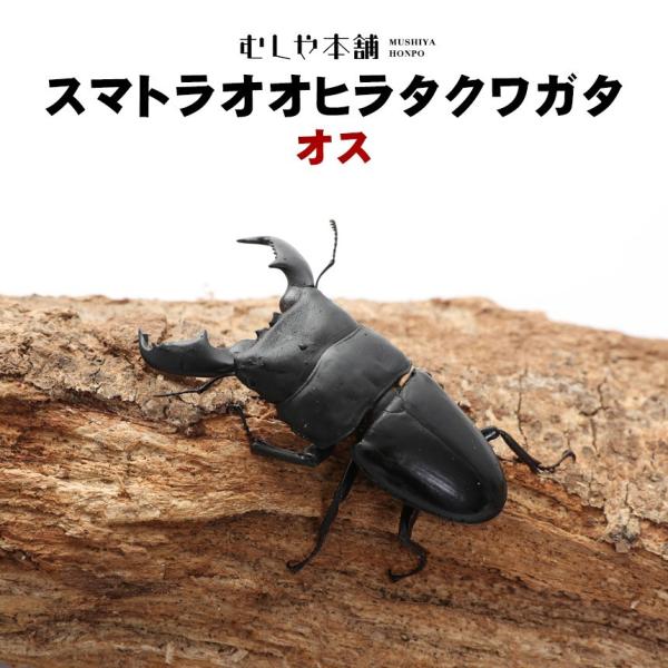 値下げしました。大型スマトラオオヒラタクワガタ オス単 スマトラオオヒラタクワガタ 即ブリ 成虫 オス♂94mm(スマトラ
