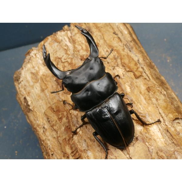 オオクワガタ♂♀ペア大阪府豊能郡能勢町　CBF1♂85ミリ　R7年7月羽化♀55ミリ　R7年6月羽化♂の上翅が少し開いてます。♀の画像はございませんが、問題は無く完品です。当該商品は繁殖個体です。画像は出品個体です。