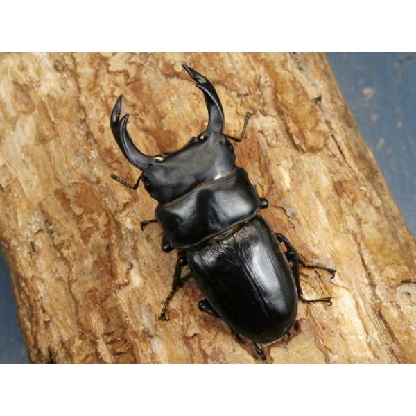 オオクワガタ♂♀ペア福岡県久留米市　CBF1♂70〜74ミリ　R7年6〜7月羽化♀46〜49ミリ　R7年6〜7月羽化明記するほどの欠点はございませんが、わずかな傷やへこみはご了承下さい。当該商品は繁殖個体です。画像は参考個体です。