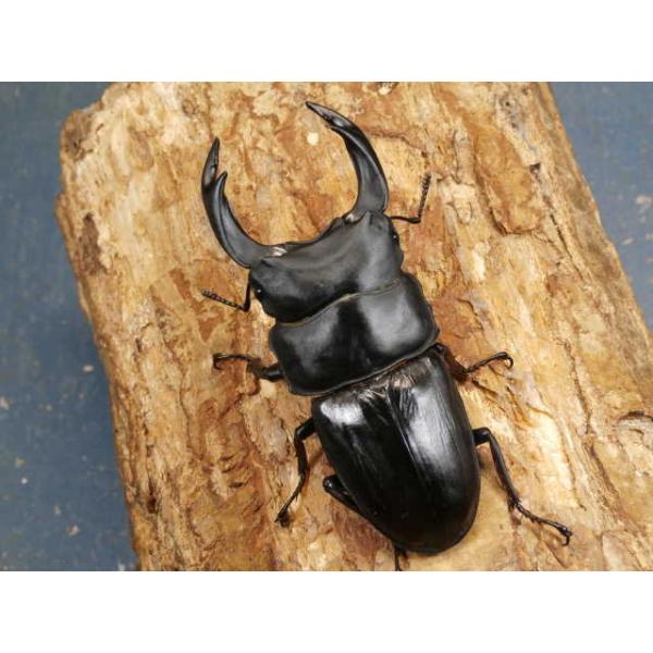 オオクワガタ♂♀ペア福岡県久留米市　CBF1♂78〜79ミリ　R7年6〜7月羽化♀49〜51ミリ　R7年6〜7月羽化明記するほどの欠点はございませんが、わずかな傷やへこみはご了承下さい。当該商品は繁殖個体です。画像は参考個体です。