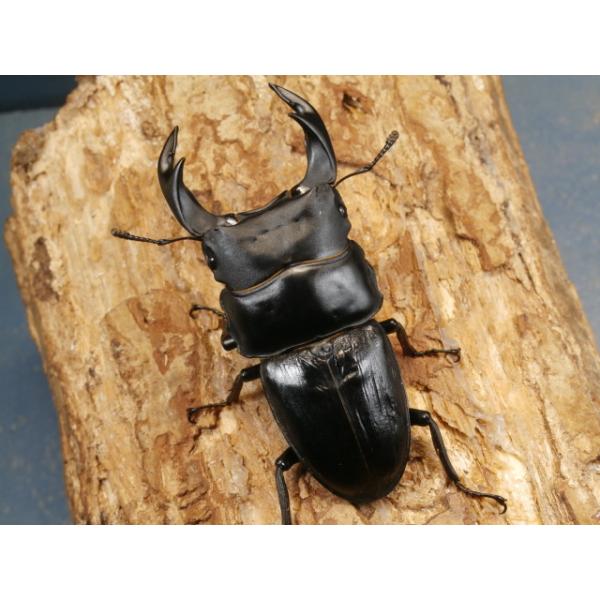 オオクワガタ♂♀ペア兵庫県川西市　CBF1♂72ミリ　R7年7月羽化♀49ミリ　R7年6月羽化当該商品は繁殖個体です。画像は出品個体です。