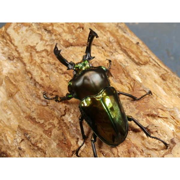 ニジイロクワガタ幼虫3頭オーストラリア　ケアンズ　CB初2令幼虫3頭　R7年11月孵化親は♂♀ともにホワイトアイです。画像は参考個体です。