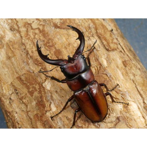 トカラノコギリ幼虫3頭トカラ列島　悪石島　CBF1初2令幼虫3頭　R7年10月孵化画像は参考個体です。