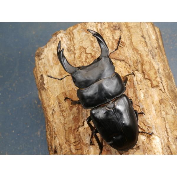 オオクワガタ♂♀ペア大阪府豊能郡能勢町　CBF1♂88ミリ　R7年7月羽化♀56ミリ　R7年7月羽化♂の上翅にコブやへこみがあります。♀の画像はございませんが、問題は無く完品です。当該商品は繁殖個体です。画像は出品個体です。