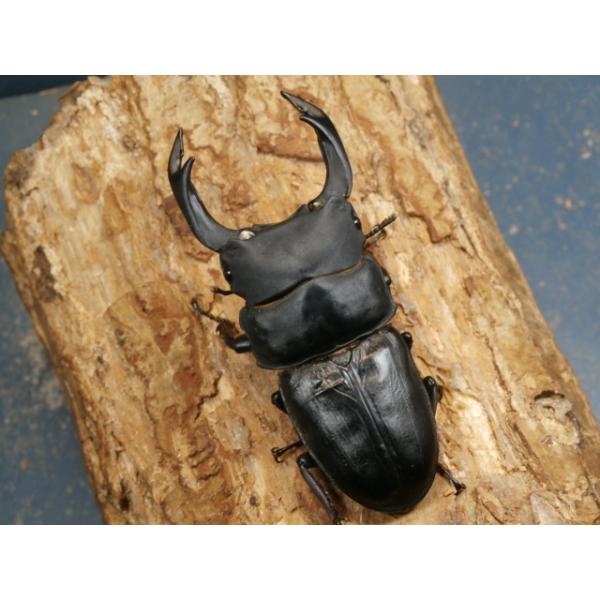 オオクワガタ♂♀ペア大阪府豊能郡能勢町　CBF1♂87ミリ　R7年7月羽化♀56ミリ　R7年7月羽化♂のアゴずれと上翅のシワがあります。♀の画像はございませんが、問題は無く完品です。当該商品は繁殖個体です。画像は出品個体です。