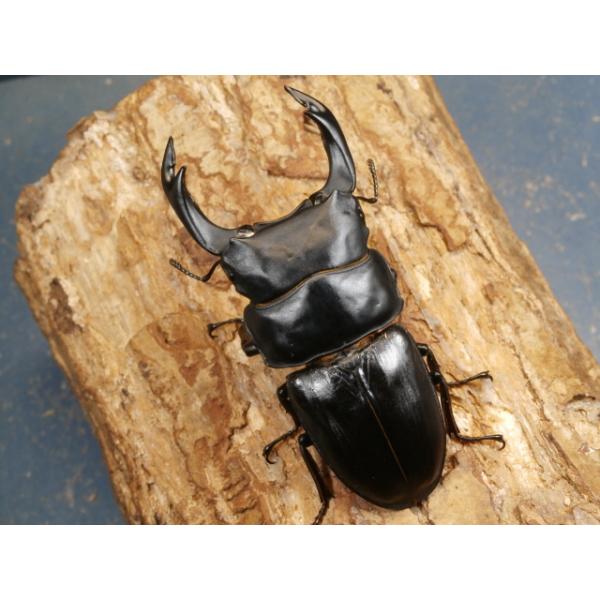 オオクワガタ♂♀ペア大阪府豊能郡能勢町　CBF1♂86ミリ　R7年7月羽化♀56ミリ　R7年7月羽化♂の右前脚が動きません。当該商品は繁殖個体です。画像は出品個体です。