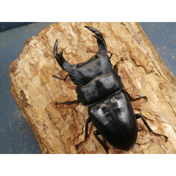 オオクワガタ♂♀ペア兵庫県猪名川町阿古谷　CBF1♂79ミリ　R7年7月羽化♀50ミリ　R7年6月羽化♂の上翅先端がわずかにずれてます。♀の画像はございませんが、問題は無く完品です。当該商品は繁殖個体です。画像は出品個体です。