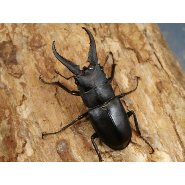 本土ノコギリ1♂2♀計3頭兵庫県川辺郡 猪名川町　野外採集品♂47ミリ　R7年9月羽化♀28ミリ、27ミリ　R7年9月羽化幼虫で採集した個体です。画像は出品個体です。