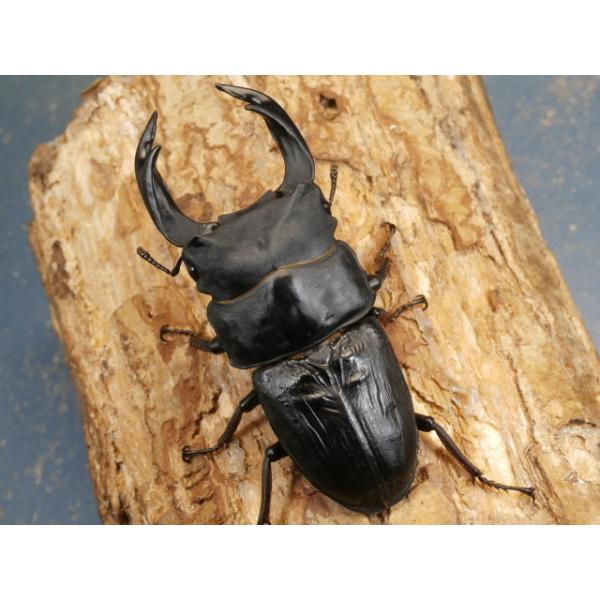 オオクワガタ♂♀ペア福岡県久留米市　CBF1♂84ミリ　R7年7月羽化♀53ミリ　R7年6月羽化♂の上翅にシワがあります。当該商品は繁殖個体です。画像は出品個体です。