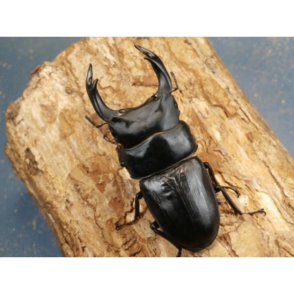 オオクワガタ♂♀ペア福岡県久留米市　CBF1♂83ミリ　R7年7月羽化♀53ミリ　R7年6月羽化画像は出品個体です。