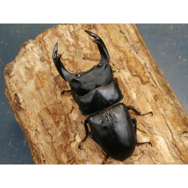 オオクワガタ♂♀ペア福岡県久留米市　CBF1♂81ミリ　R7年7月羽化♀50ミリ　R7年7月羽化当該商品は繁殖個体です。画像は出品個体です。