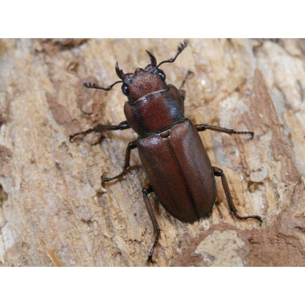 スズムラホソアカ♀単品フィリピン パラワン島 ロハス産　F220〜21ミリ　R7年11月羽化　画像は参考個体です。