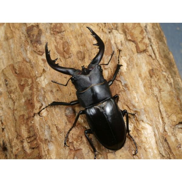 アマミノコギリ♂♀ペア鹿児島県奄美大島笠利町　WF1♂62ミリ　R7年9月羽化♀31ミリ　R7年9月羽化画像は出品個体です。