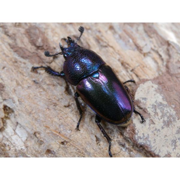 パプアキンイロクワガタ♀単品インドネシア　イリアンジャヤ　CBF1♀19〜20ミリ　R7年11月羽化複数出品しておりますが、すべて画像のような色合いです。画像は出品個体の一部です。