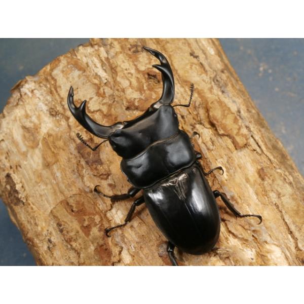 クルビデンスオオクワガタ♂♀ペアブータン　サムチ州　ドロカ　F3♂72ミリ　R7年11月羽化♀44ミリ　R7年11月羽化♂の左アゴ先がわずかに欠けてます。画像は出品個体です。