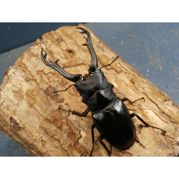 ギラファノコギリ♂♀ペアインドネシア　ジャワ島　F3♂92ミリ　　 R7年9月羽化♀49ミリ　 　R7年9月羽化ボロブドゥール亜種になります。画像は出品個体です。