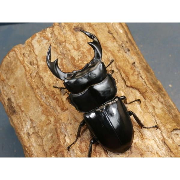 アンタエウスオオクワガタ幼虫3頭インド　ウエストベンガル州ダージリン　タイガーヒル　F2初２令幼虫3頭　R7年12月孵化画像は参考個体です。