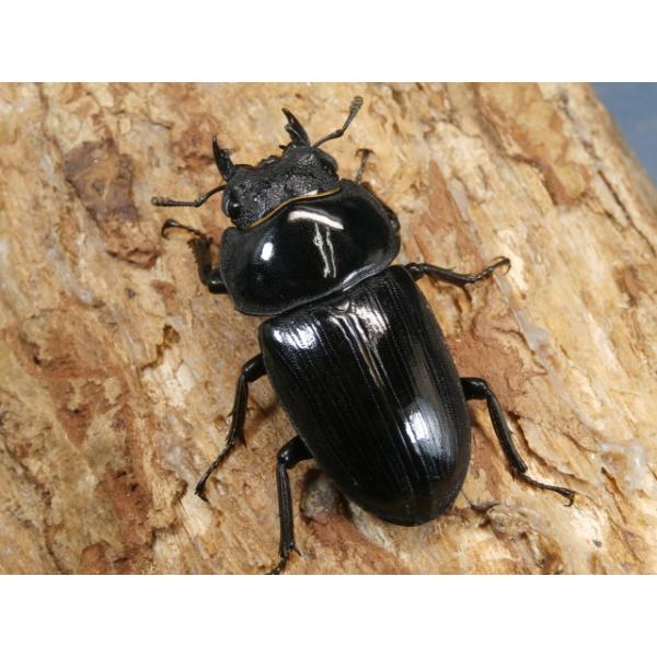 オオクワガタ♀単品大阪府豊能郡能勢町　CBF146〜49ミリ　R7年6〜7月羽化当該商品は繁殖個体です。画像は参考個体です。