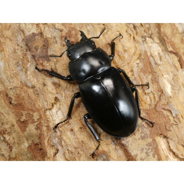 ボーリンフタマタクワガタ♀単品インド　アルナーチャル・プラデーシュ州ローワースバンシリ　F340〜41ミリ　R7年10月羽化画像は参考個体（出品個体含む）です。