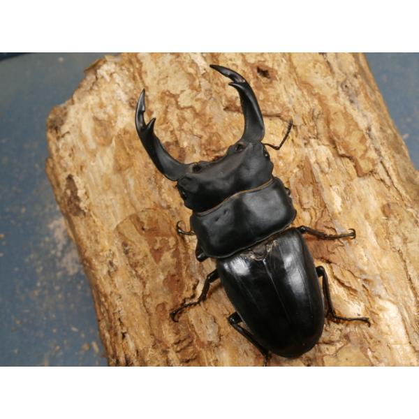 オオクワガタ♂♀ペア大阪府豊能郡能勢町　CBF1♂80ミリ　R7年7月羽化♀52ミリ　R7年6月羽化♂の左触覚が欠けており、少しアゴずれがあります。当該商品は繁殖個体です。画像は出品個体です。