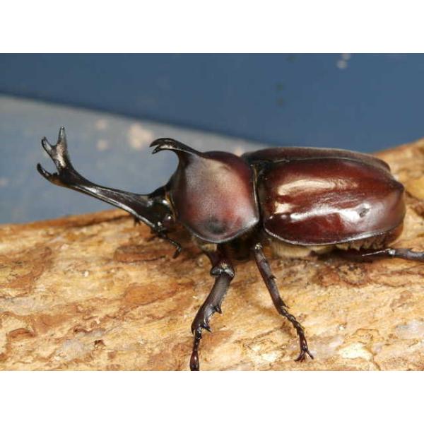 国産カブト幼虫3頭広島県江田島市　CB初2令幼虫3頭　R7年12月孵化親は♂♀ともにレッドアイでした。したがって、理論上、幼虫はレッドアイで羽化します。画像は参考個体です。